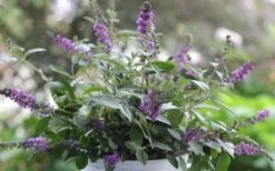 Lo & Behold Blue Chip Junior Butterfly Bush - 3 Gallon Pot -Cheap PLANTS Store buddleia blue chip junior butterfly bush 6 1