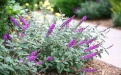 Lo & Behold Blue Chip Junior Butterfly Bush - 5 Pack Of Quart Pots -Cheap PLANTS Store buddleia blue chip junior butterfly bush 7