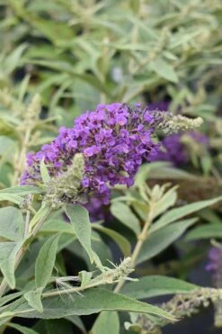 Lo & Behold Blue Chip Junior Butterfly Bush - 5 Pack Of Quart Pots -Cheap PLANTS Store buddleia blue chip junior butterfly bush 8