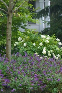 Lo & Behold Blue Chip Junior Butterfly Bush - 5 Pack Of Quart Pots -Cheap PLANTS Store buddleia blue chip junior butterfly bush 9