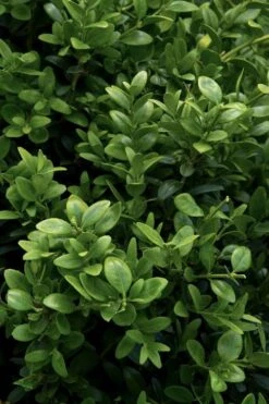 Green Tower Boxwood - 2 Gallon Pot 11 Green Tower Boxwood - 2 Gallon Pot -Cheap PLANTS Store buxus sempervirens monrue green tower boxwood 1 1