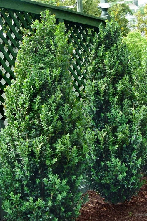 Green Tower Boxwood - 2 Gallon Pot 3 Green Tower Boxwood - 2 Gallon Pot
