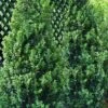 Green Tower Boxwood - 3 Gallon Pot -Cheap PLANTS Store buxus sempervirens monrue green tower boxwood 2
