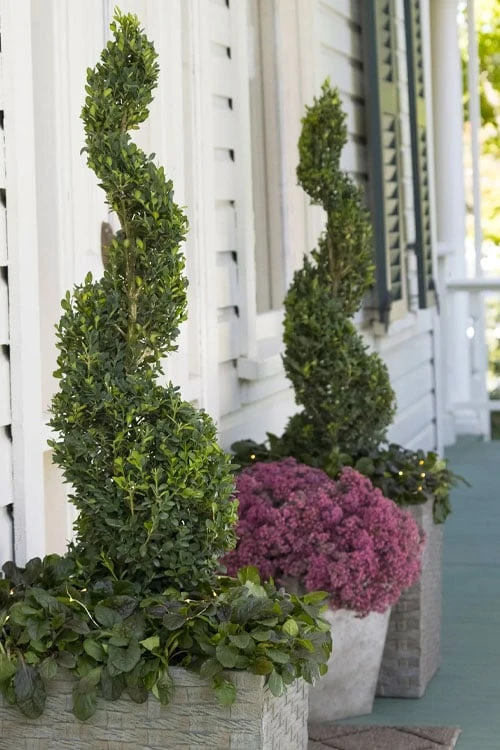 Green Tower Boxwood - 3 Gallon Pot 6 Green Tower Boxwood - 3 Gallon Pot - Image 4