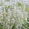 Calamint Plant (Calamintha Nepeta) - 1 Gallon Pot -Cheap PLANTS Store calamint 12