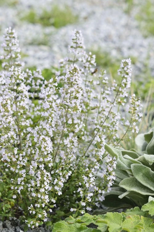 Calamint Plant (Calamintha Nepeta) - 1 Gallon Pot 3 Calamint Plant (Calamintha Nepeta) - 1 Gallon Pot