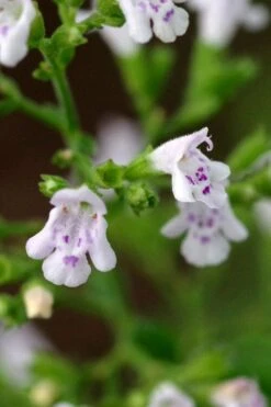 Calamint Plant (Calamintha Nepeta) - 1 Gallon Pot 15 Calamint Plant (Calamintha Nepeta) - 1 Gallon Pot -Cheap PLANTS Store calamint 14