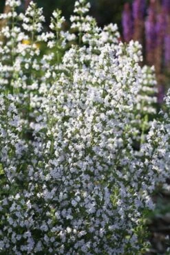 Calamint Plant (Calamintha Nepeta) - 1 Gallon Pot 13 Calamint Plant (Calamintha Nepeta) - 1 Gallon Pot -Cheap PLANTS Store calamint 15