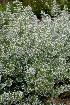 Calamint Plant (Calamintha Nepeta) - 1 Gallon Pot 14 Calamint Plant (Calamintha Nepeta) - 1 Gallon Pot -Cheap PLANTS Store calamint 20