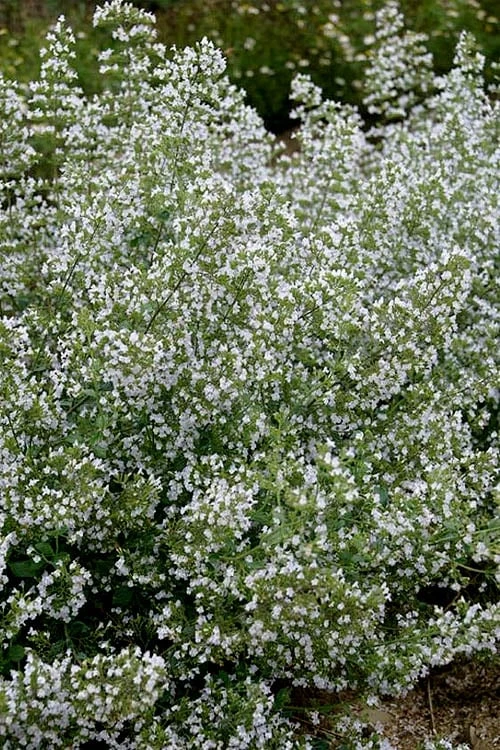 Calamint Plant (Calamintha Nepeta) - 1 Gallon Pot 8 Calamint Plant (Calamintha Nepeta) - 1 Gallon Pot - Image 6