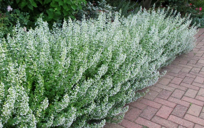 White Cloud Calamint - 5 Pack Of Quart Pots 7 White Cloud Calamint - 5 Pack Of Quart Pots - Image 5