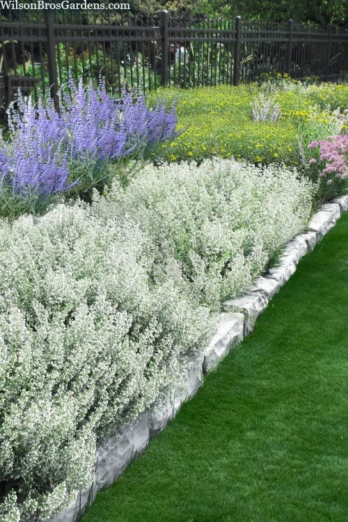 White Cloud Calamint - 5 Pack Of Quart Pots 3 White Cloud Calamint - 5 Pack Of Quart Pots