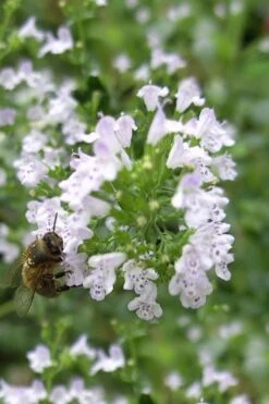 White Cloud Calamint - 1 Gallon Pot -Cheap PLANTS Store calamint white cloud 4