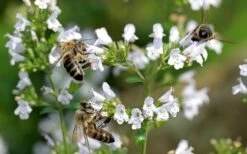 White Cloud Calamint - 1 Gallon Pot -Cheap PLANTS Store calamint white cloud 5