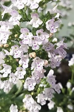White Cloud Calamint - 1 Gallon Pot -Cheap PLANTS Store calamint white cloud 6