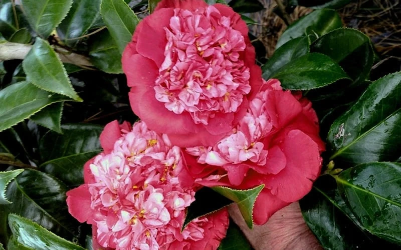 Laura Walker Camellia Japonica - 1 Gallon Pot 6 Laura Walker Camellia Japonica - 1 Gallon Pot - Image 4