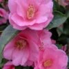 Spring Awakening Fragrant Camellia Hybrid - 3 Gallon Pot -Cheap PLANTS Store camellia spring awakening 20