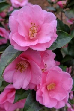 Spring Awakening Fragrant Camellia Hybrid - 3 Gallon Pot
