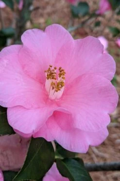 Spring Awakening Fragrant Camellia Hybrid - 3 Gallon Pot -Cheap PLANTS Store camellia spring awakening 21