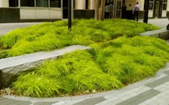 Evercolor 'Everillo' Carex - 5 Pack Of Quart Pots 15 Evercolor 'Everillo' Carex - 5 Pack Of Quart Pots -Cheap PLANTS Store carex everillo 20