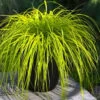 Evercolor 'Everillo' Carex - 5 Pack Of Quart Pots -Cheap PLANTS Store carex everillo 22 thumbnail
