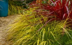 Evercolor 'Everillo' Carex - 5 Pack Of Quart Pots 21 Evercolor 'Everillo' Carex - 5 Pack Of Quart Pots -Cheap PLANTS Store carex everillo 23