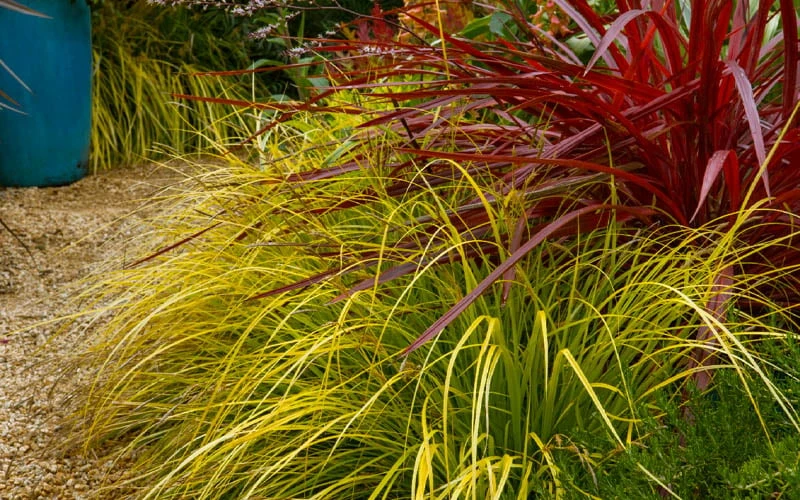 Evercolor 'Everillo' Carex - 5 Pack Of Quart Pots 12 Evercolor 'Everillo' Carex - 5 Pack Of Quart Pots - Image 10