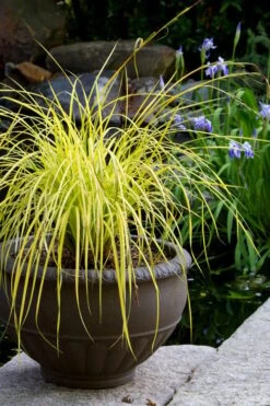 Evercolor 'Everillo' Carex - 5 Pack Of Quart Pots 16 Evercolor 'Everillo' Carex - 5 Pack Of Quart Pots -Cheap PLANTS Store carex everillo 24