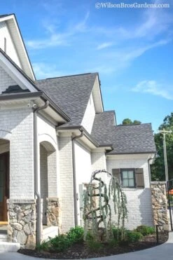 Serpentine Weeping Blue Atlas Cedar - 5 Gallon Pot 11 Serpentine Weeping Blue Atlas Cedar - 5 Gallon Pot -Cheap PLANTS Store cedar blue atlas serpentine 11