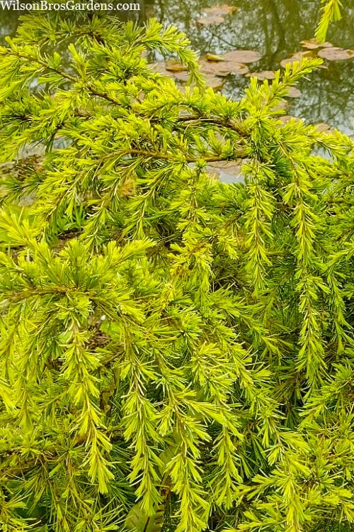 Gold Cascade Deodar Cedar (Single Trunk Topiary Tree)- 7 Gallon Pot 6 Gold Cascade Deodar Cedar (Single Trunk Topiary Tree)- 7 Gallon Pot - Image 4