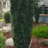 Upright Japanese Plum Yew - Cephalotaxus Harringtonia 'Fastigiata' - 6 Pack Of 1 Gallon Pots -Cheap PLANTS Store cephalotaxus harringtonia fastigiata upright japanese plum yew 100