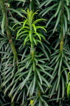 Upright Japanese Plum Yew - Cephalotaxus Harringtonia 'Fastigiata' - 6 Pack Of 1 Gallon Pots -Cheap PLANTS Store cephalotaxus harringtonia fastigiata upright japanese plum yew 101