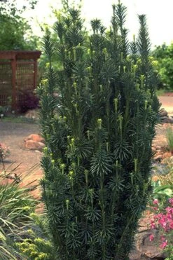 Upright Japanese Plum Yew - Cephalotaxus Harringtonia 'Fastigiata' - 1 Gallon Pot -Cheap PLANTS Store cephalotaxus harringtonia fastigiata upright japanese plum yew 102 1