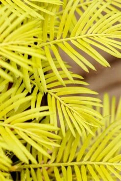 Golden Dragon Plum Yew (Cephalotaxus Harringtonia) - 1 Gallon Pot -Cheap PLANTS Store cephalotaxus harringtonia golden dragon japanese yew 22