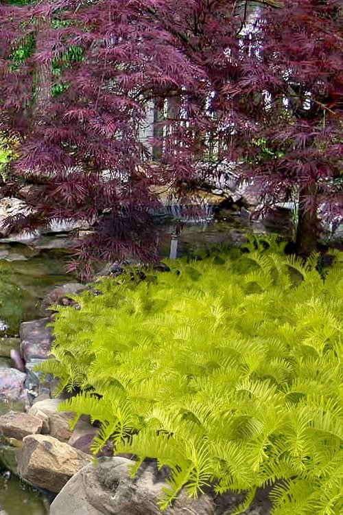 Golden Dragon Plum Yew (Cephalotaxus Harringtonia) - 3 Gallon Pot 3 Golden Dragon Plum Yew (Cephalotaxus Harringtonia) - 3 Gallon Pot