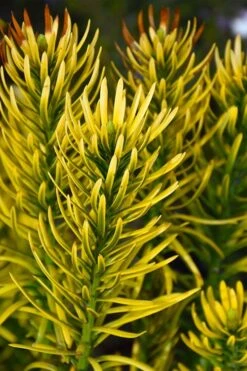 Korean Gold Plum Yew (Cephalotaxus) - 3 Gallon Pot -Cheap PLANTS Store cephalotaxus harringtonia korean gold japanese yew 13