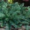 Creeping Japanese Plum Yew (Cephalotaxus Harringtonia 'Prostrata') - 7 Gallon Pot -Cheap PLANTS Store cephalotaxus harringtonia prostrata creeping japanese yew 32 2