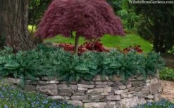 Creeping Japanese Plum Yew (Cephalotaxus Harringtonia 'Prostrata') - 7 Gallon Pot 12 Creeping Japanese Plum Yew (Cephalotaxus Harringtonia 'Prostrata') - 7 Gallon Pot -Cheap PLANTS Store cephalotaxus harringtonia prostrata creeping japanese yew 33 2