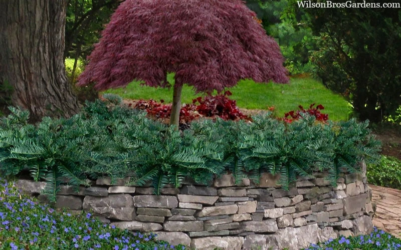 Creeping Japanese Plum Yew (Cephalotaxus Harringtonia 'Prostrata') - 7 Gallon Pot 5 Creeping Japanese Plum Yew (Cephalotaxus Harringtonia 'Prostrata') - 7 Gallon Pot - Image 4