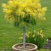 Dwarf Golden Threadleaf Cypress (Single Trunk Topiary Tree) - 6 Gallon Pot -Cheap PLANTS Store chamaecyparis pisifera filifera aurea nana dwarf golden sawara cypress tree 1