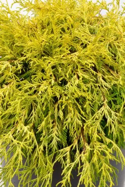 Gold Mop Threadleaf Cypress Tree (Standard Topiary) - 5 Gallon Pot -Cheap PLANTS Store chamaecyparis pisifera gold mop single trunk topiary tree 2