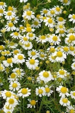Roman Chamomile Plant - 6 Pack Of Pint Pots -Cheap PLANTS Store chamaemelum nobile roman chamomile 4