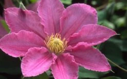 Abilene Clematis - 1 Gallon Pot -Cheap PLANTS Store clematis abilene 12