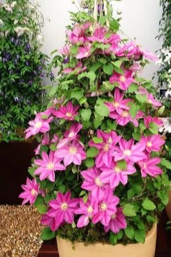 Abilene Clematis - 1 Gallon Pot -Cheap PLANTS Store clematis abilene 13
