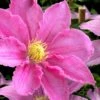 Abilene Clematis - 1 Gallon Pot 2 Abilene Clematis - 1 Gallon Pot -Cheap PLANTS Store clematis abilene 15