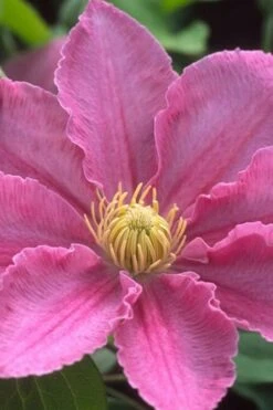 Abilene Clematis - 1 Gallon Pot -Cheap PLANTS Store clematis abilene 500x750 1