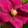 Acropolis Clematis - 1 Gallon Pot -Cheap PLANTS Store clematis acropolis 4