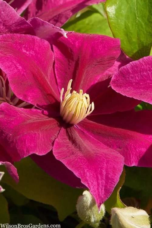 Acropolis Clematis - 1 Gallon Pot 3 Acropolis Clematis - 1 Gallon Pot