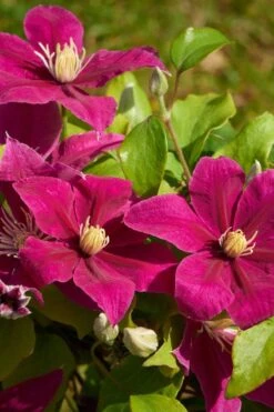 Acropolis Clematis - 1 Gallon Pot 11 Acropolis Clematis - 1 Gallon Pot -Cheap PLANTS Store clematis acropolis 5
