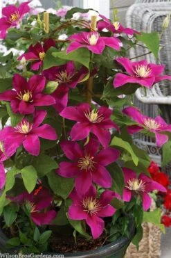 Acropolis Clematis - 1 Gallon Pot 10 Acropolis Clematis - 1 Gallon Pot -Cheap PLANTS Store clematis acropolis 7
